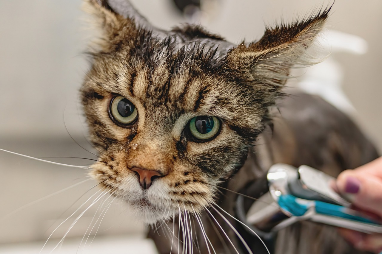 How to Help Your Pet Adjust to a New Groomer